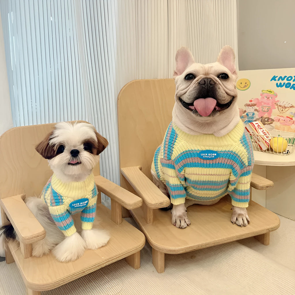 Blue and yellow striped wool dog sweater for small breeds like Schnauzer and Bichon.