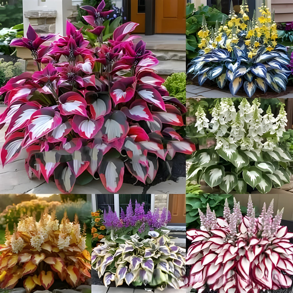 OPP package containing 50 coloured leaves jade barrettes seed pellets for potted gardening