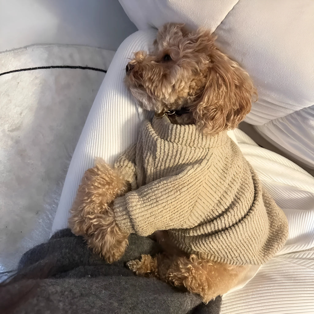Brown knitted sweater pullover on a small dog, available in sizes XS to XL