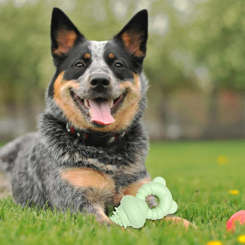 Blue rubber molar-shaped dog chew toy with textured surface and bell inside, for large breeds.