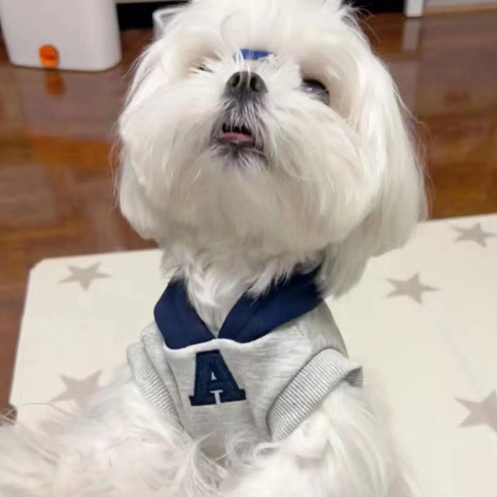 Blue pet hoodie with reflective white letters on a dog, showing slim fit design