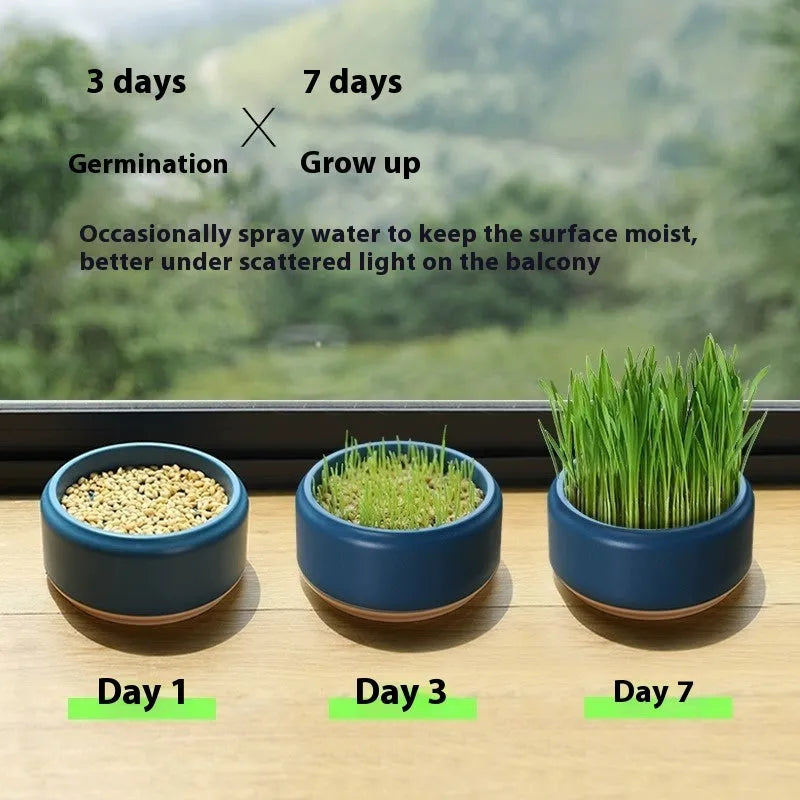 Blue, green, and yellow pots of hydroponically grown cat grass with seed packets.