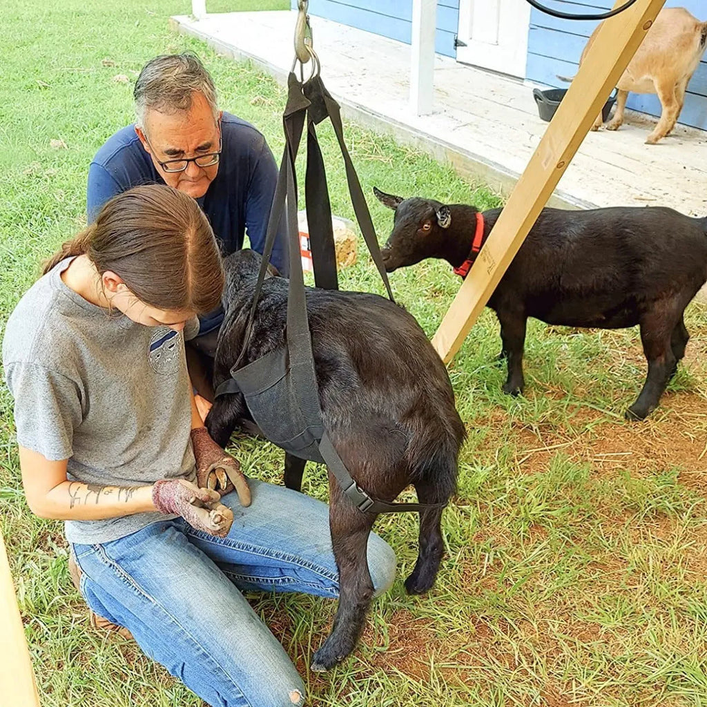 Black nylon livestock weighing sling measuring 35x150 cm with reinforced handles for calves and large dogs