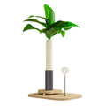 Vertical wooden cat scratching post with Canna-coloured finish measuring 0.6 metres tall