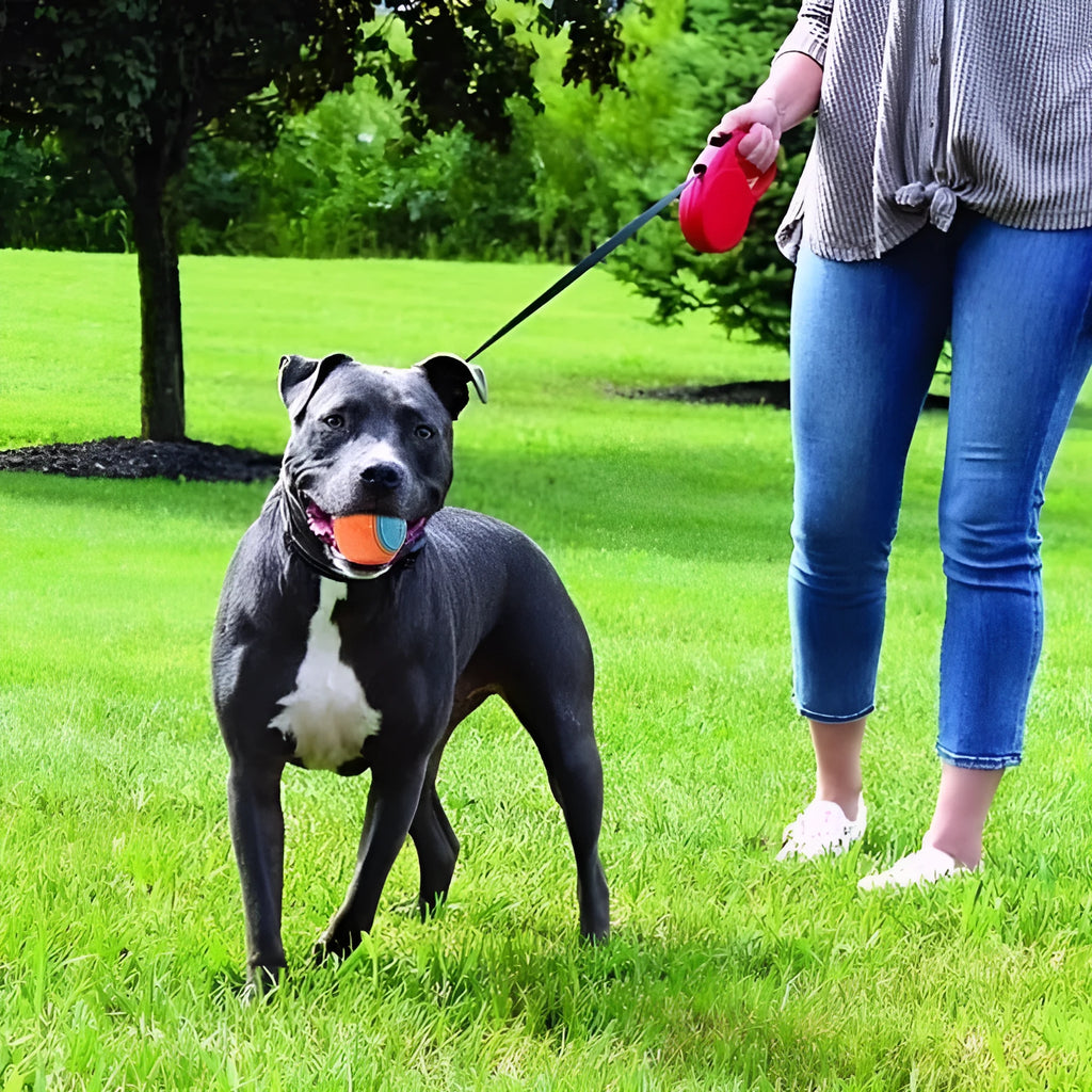TPR dog chew ball in blue and orange colours showing textured surface and 6.5cm size